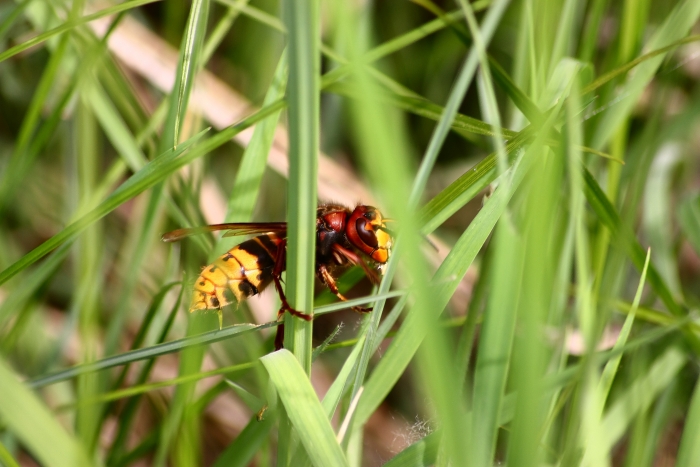 vespa crabro?